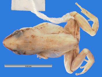 Media type: image; Herpetology A-21597